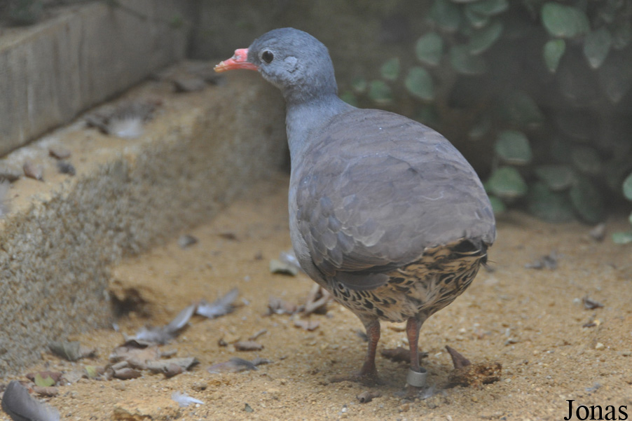 Crypturellus tataupa