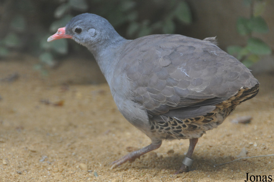 Crypturellus tataupa