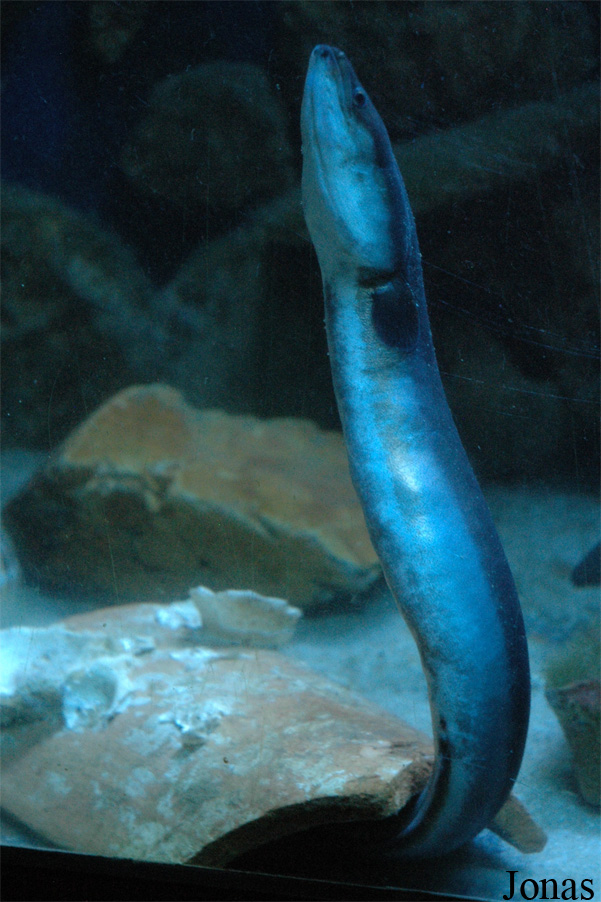 Anguilla anguilla