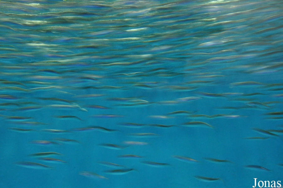 Sardinops sagax