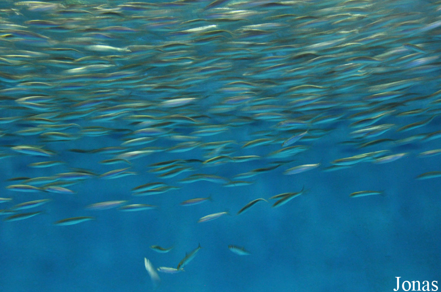 Sardinops sagax