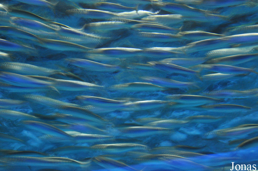 Sardinops sagax