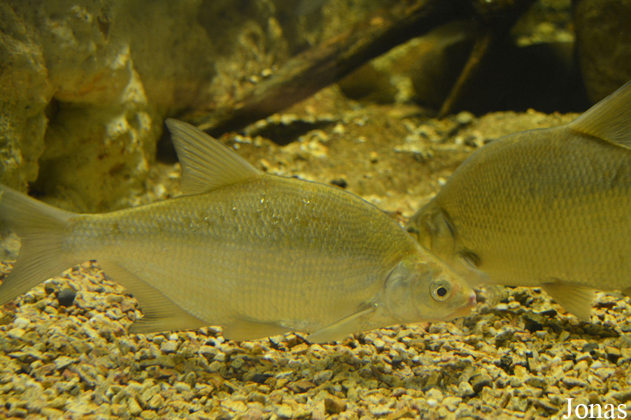 Abramis brama