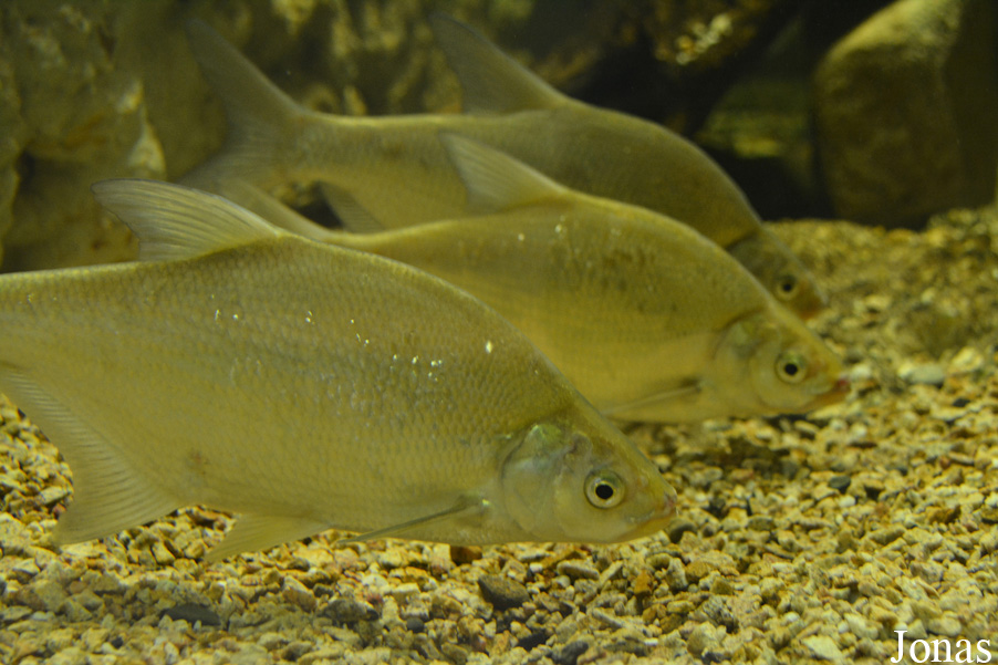 Abramis brama