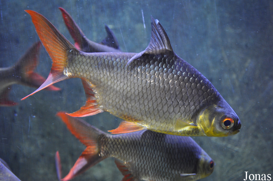 Barbonymus sp.