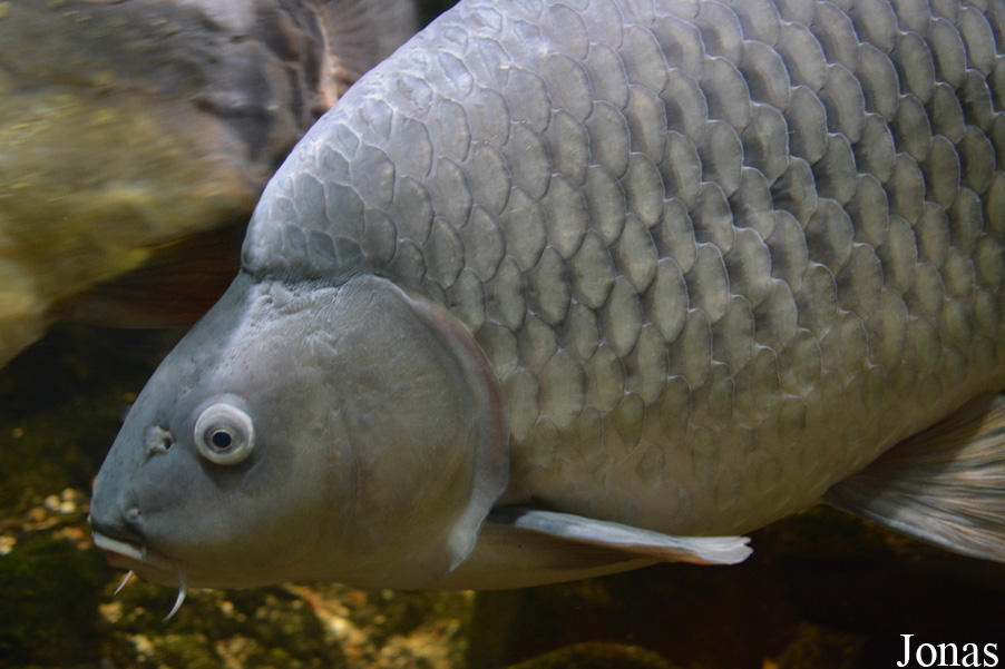 Cyprinus carpio