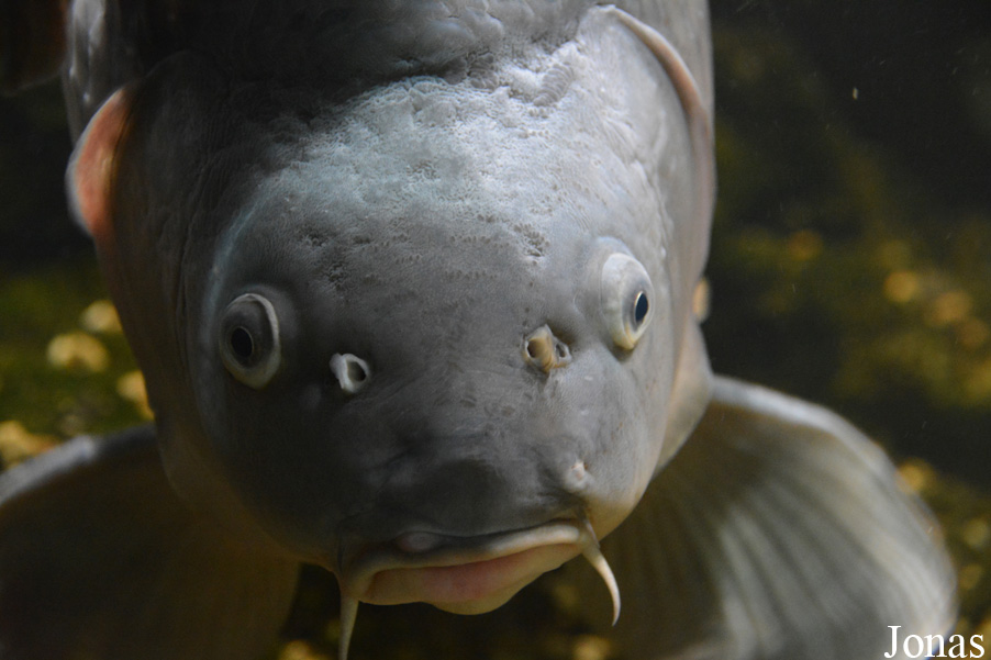 Cyprinus carpio
