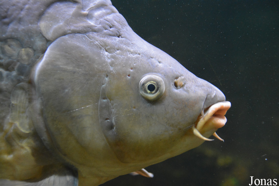 Cyprinus carpio