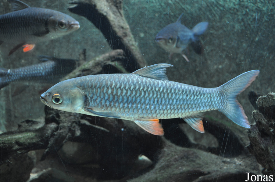 Leptobarbus hoevenii