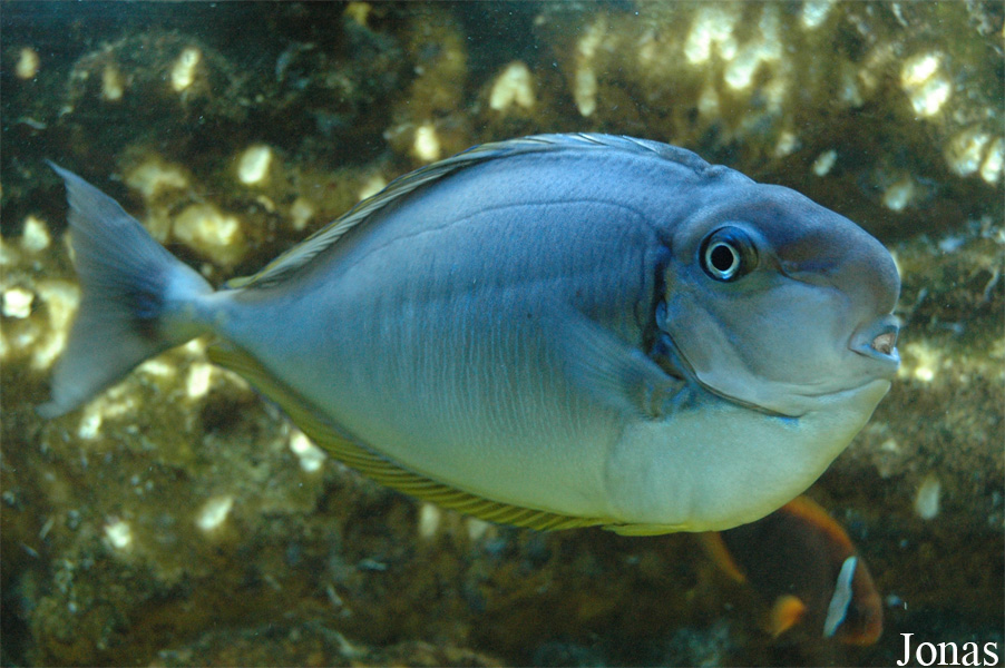 Naso vlamingii
