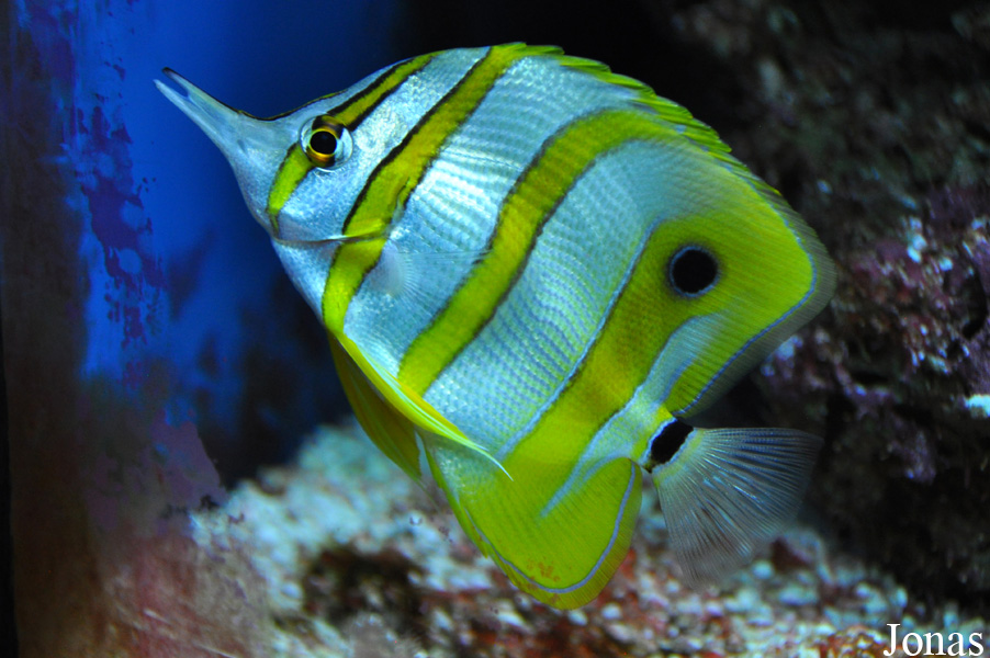 Chelmon rostratus