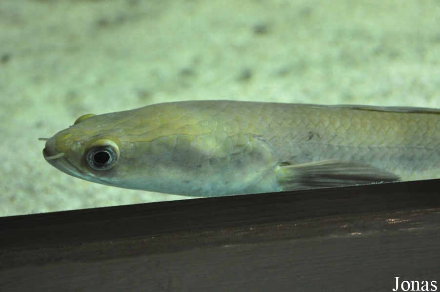 Channa marulioides