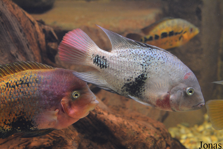 Paraneetroplus maculicauda