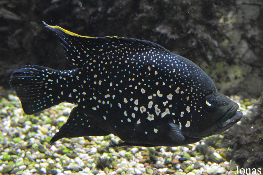 Paratilapia polleni