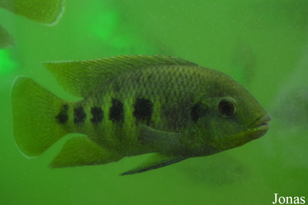 Pelmatolapia mariae