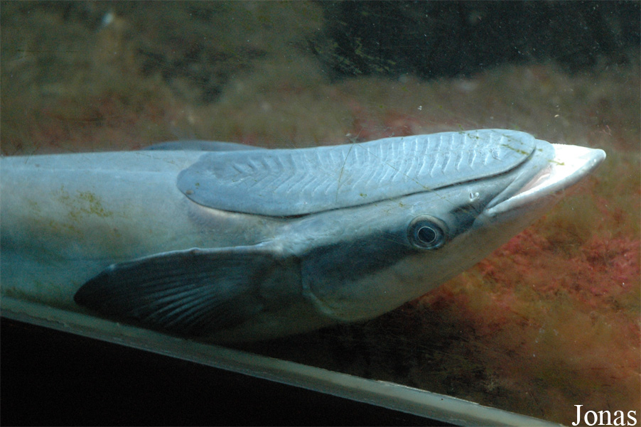 Echeneis naucrates