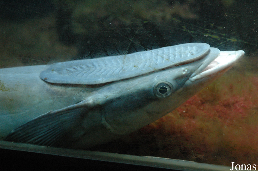 Echeneis naucrates