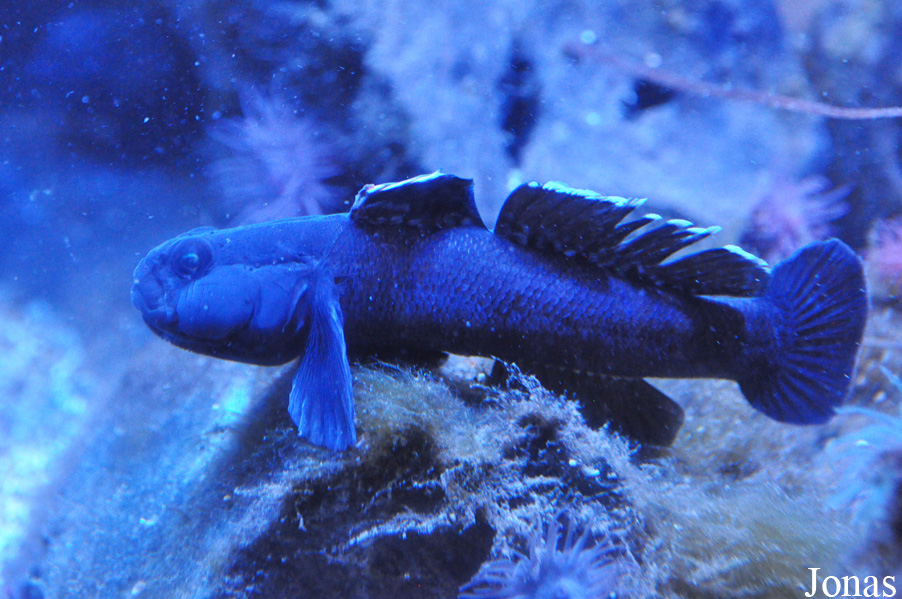 Gobius paganellus