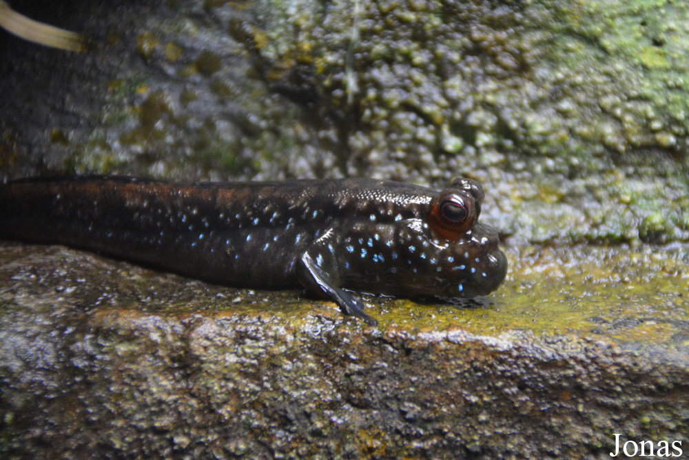 Periophthalmus barbarus