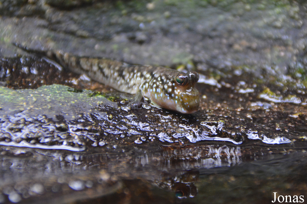 Periophthalmus barbarus