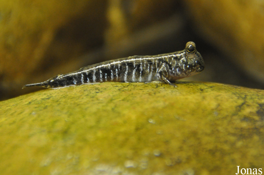 Periophthalmus novemradiatus