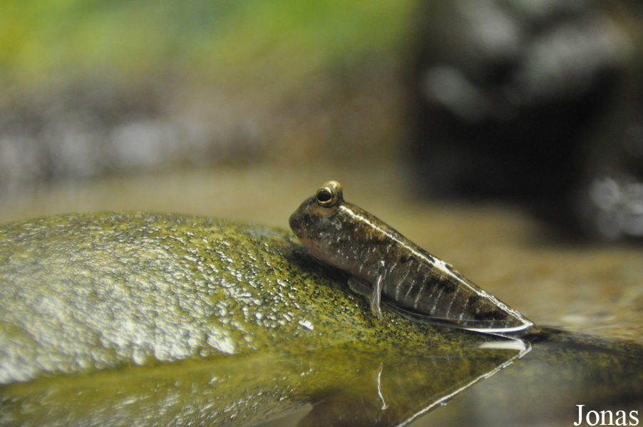 Periophthalmus novemradiatus