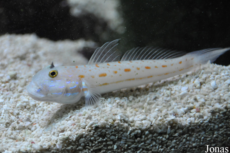 Valenciennea puellaris