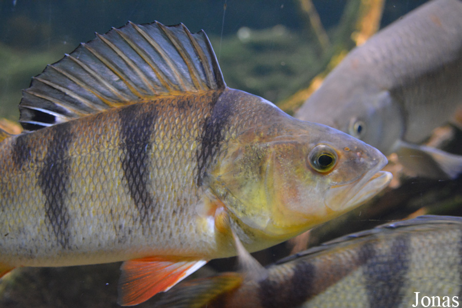Perca fluviatilis