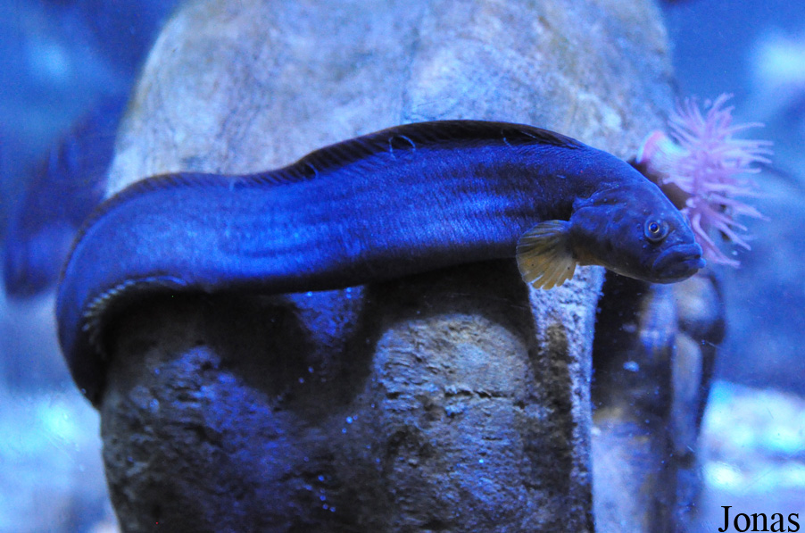 Pholis gunnellus