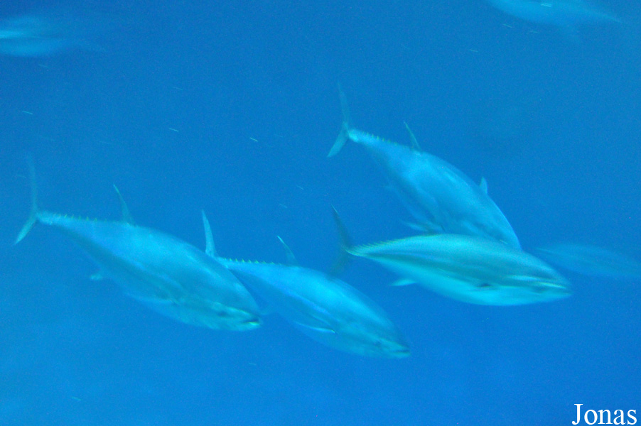 Thunnus albacares