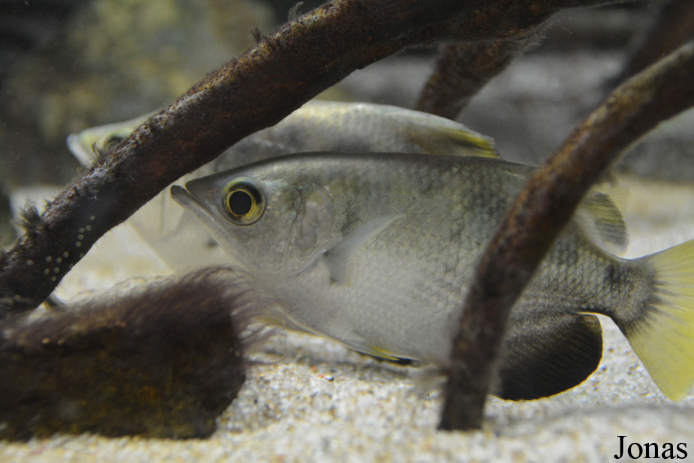 Toxotes jaculatrix