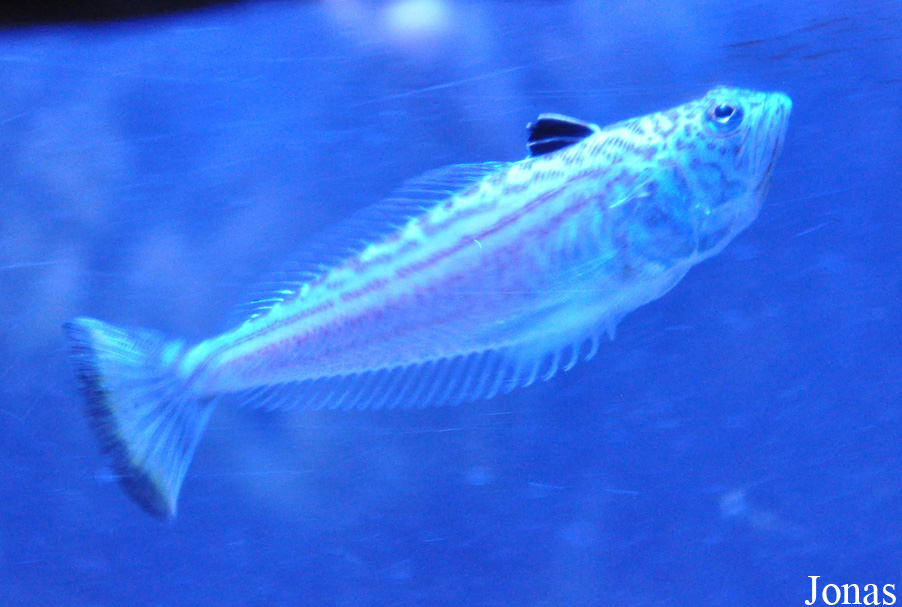 Echiichthys vipera