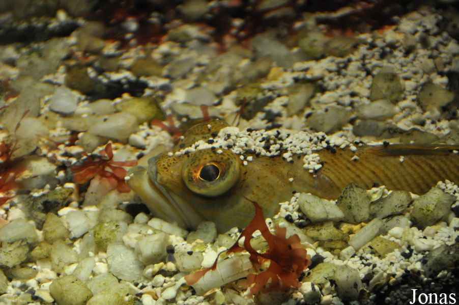 Trachinus draco