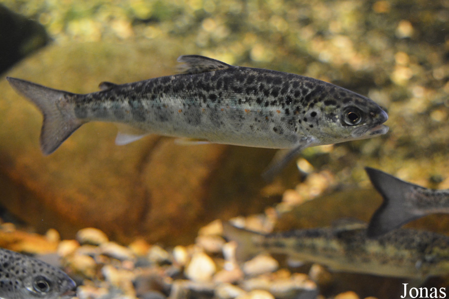 Salmo salar