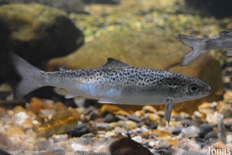 Salmo salar