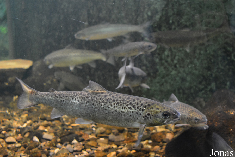Salmo salar