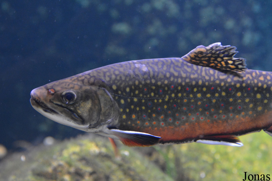 Salvelinus fontinalis