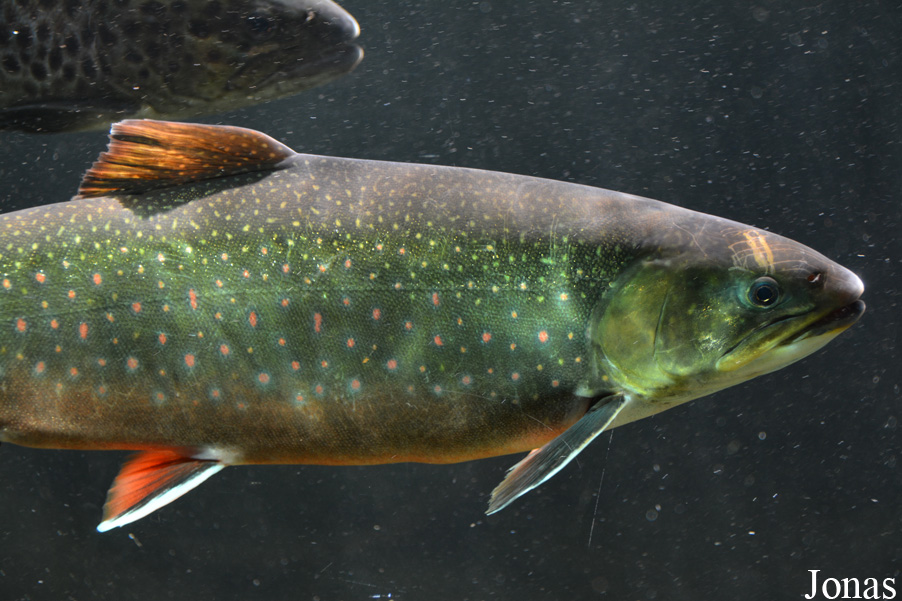 Salvelinus fontinalis
