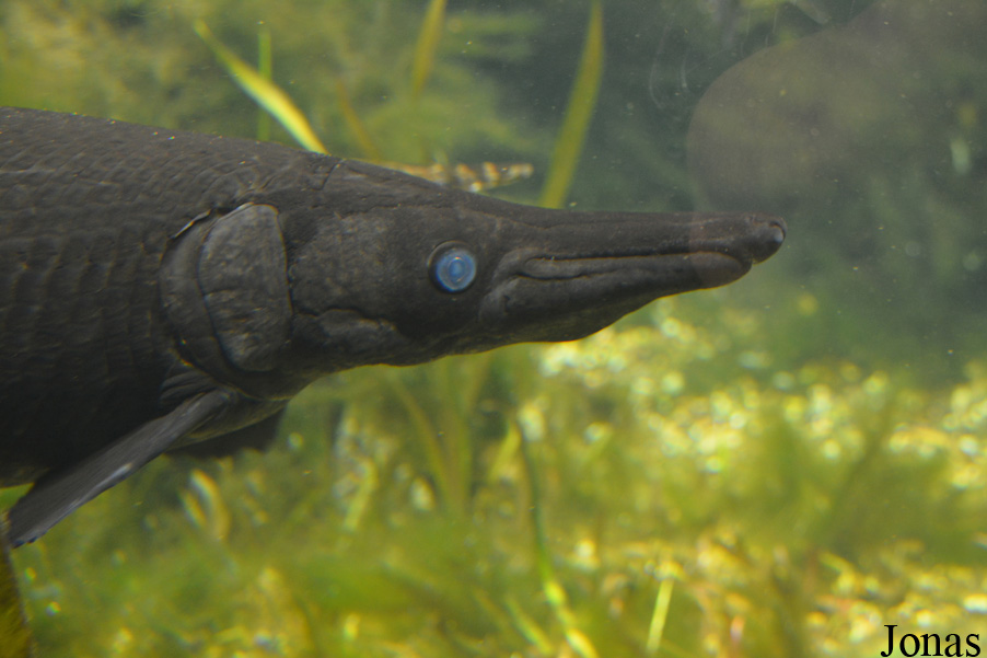 Atractosteus spatula