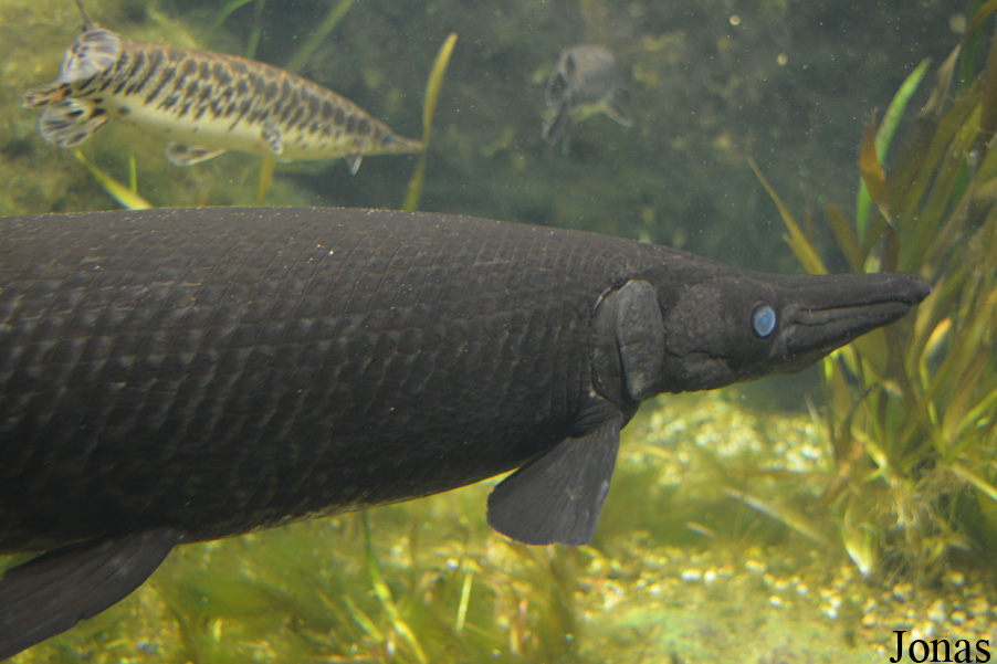Atractosteus spatula