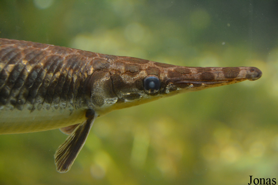 Lepisosteus oculatus