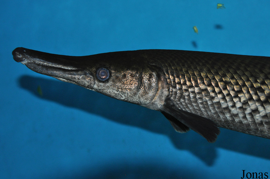 Lepisosteus platostomus