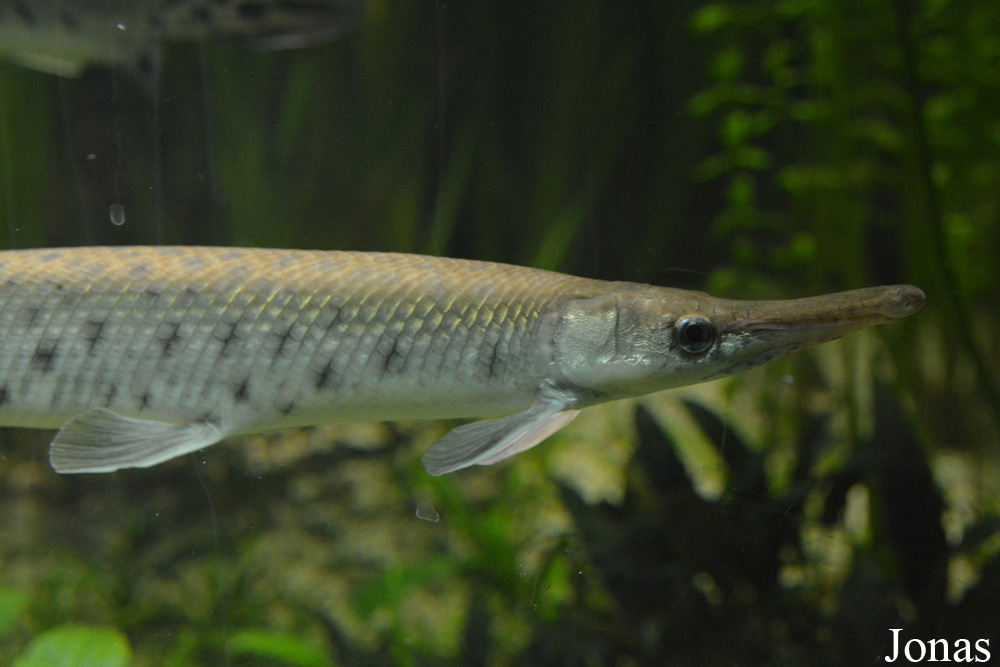 Lepisosteus platostomus