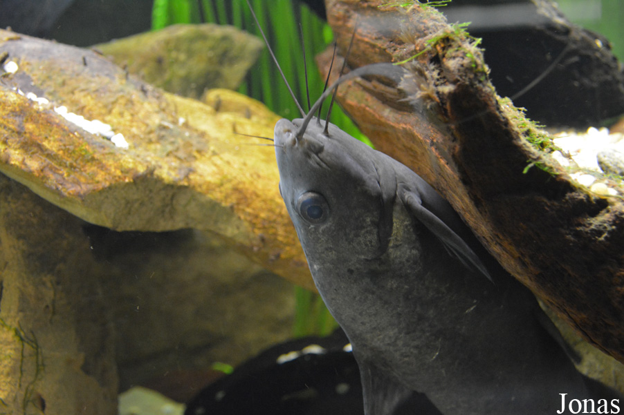 Mystus leucophasis