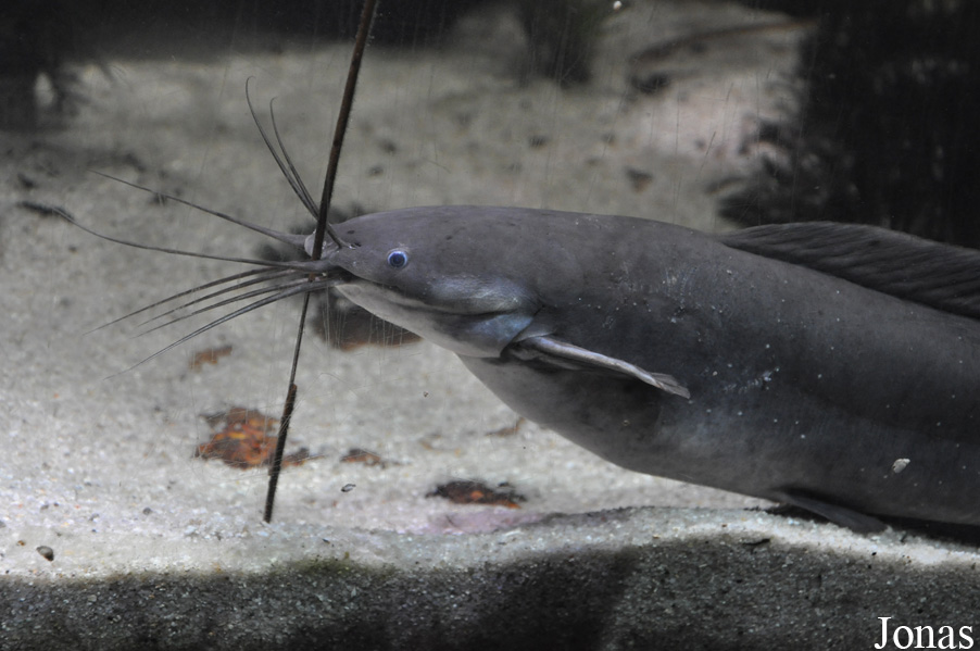 Clarias batrachus