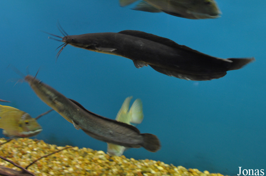 Clarias gariepinus
