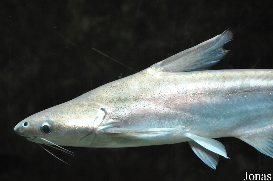 Pangasius nasutus