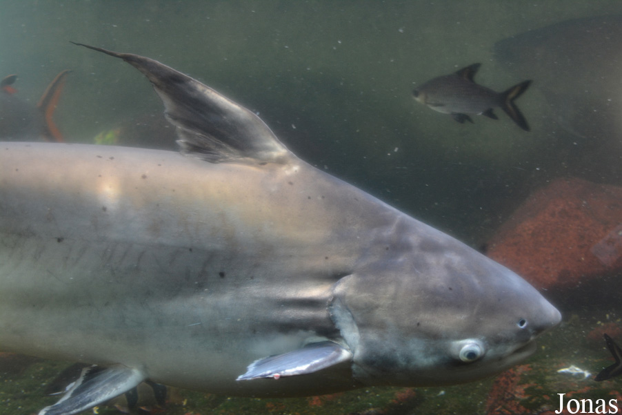 Pangasius pangasius