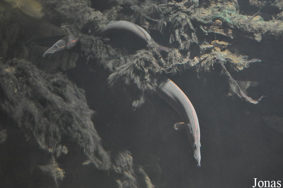 Mastacembelus erythrotaenia