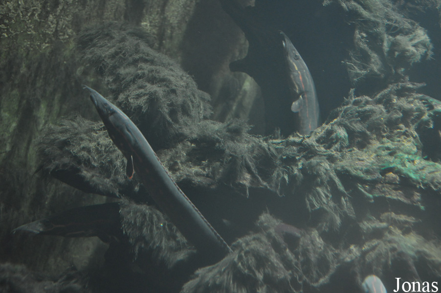 Mastacembelus erythrotaenia